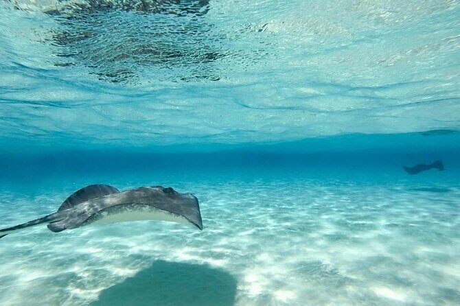 Grand Cayman Stingray City Sandbar Adventure - FAQ