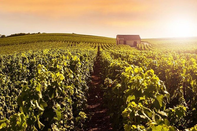 Grand Cru Family Domain & Famous House Champagne Tour  - Reims - Transportation and Accessibility