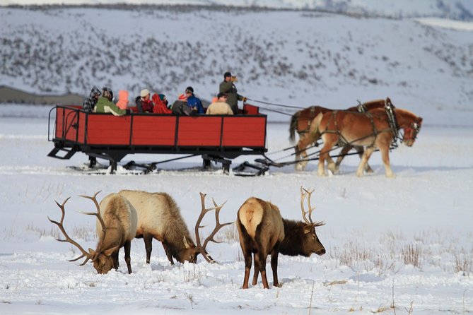 Grand Teton and National Elk Refuge Winter Wonderland Full Day Adventure - Tour Overview and Features