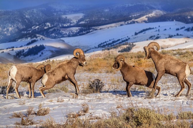 Grand Teton and National Elk Refuge Winter Wonderland Full Day Adventure - National Elk Refuge and Wildlife