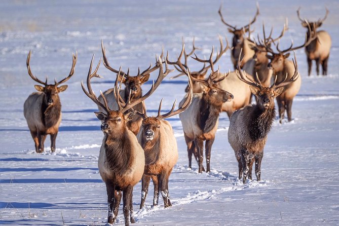 Grand Teton and National Elk Refuge Winter Wonderland Full Day Adventure - Positive Feedback About Tour Guides