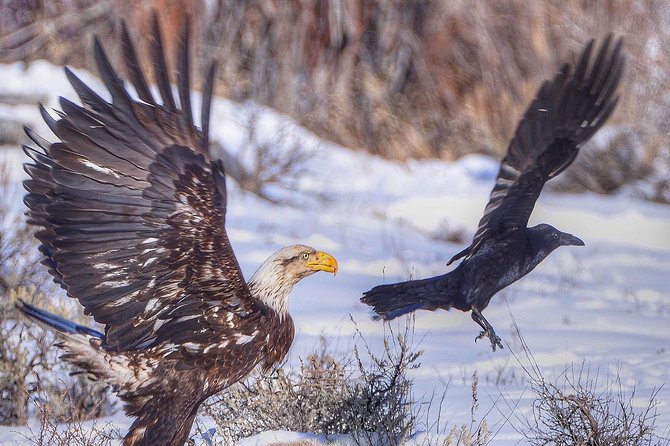 Grand Teton and National Elk Refuge Winter Wonderland Full Day Adventure - Common Questions