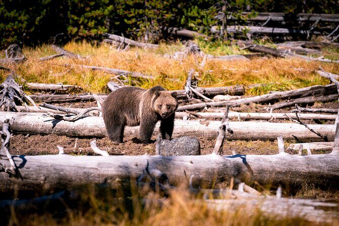 Grand Teton and Yellowstone Self-Guided Driving Tours Bundle - Possible Drawbacks or Things to Consider