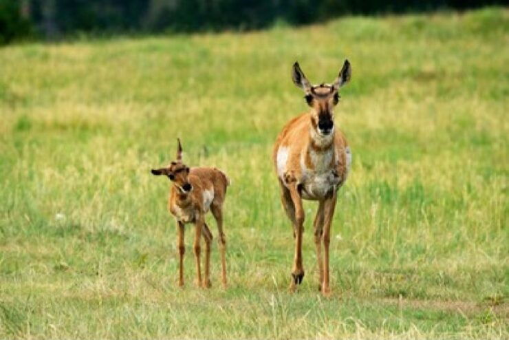 Grand Teton National Park: 4-Hour Guided Wildlife Adventure - Experience Highlights