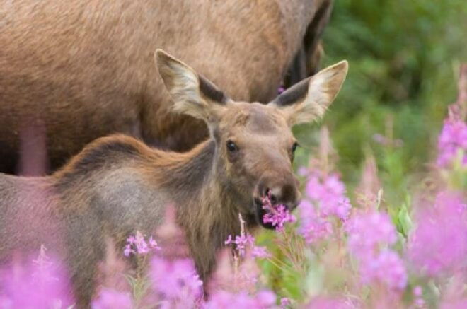 Grand Teton National Park: 4-Hour Guided Wildlife Adventure - Pickup and Transportation