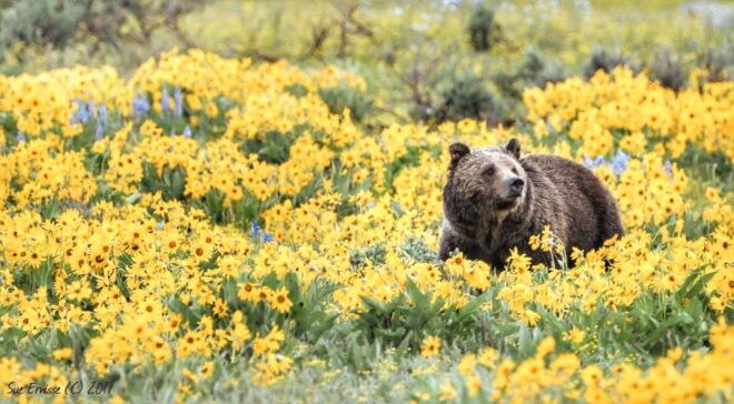 Grand Teton National Park: 4-Hour Guided Wildlife Adventure - Wildlife Spotting