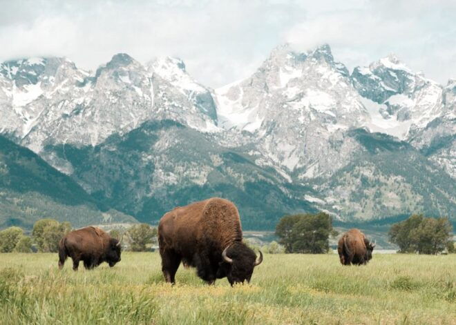 Grand Teton National Park: 4-Hour Guided Wildlife Adventure - Expert Wildlife Guide