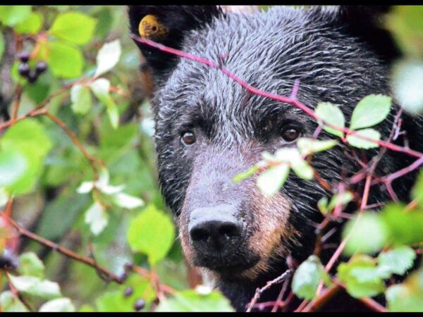 Grand Teton National Park: 4-Hour Guided Wildlife Adventure - Customer Reviews