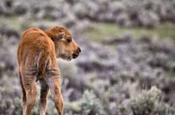 Grand Teton National Park: 4-Hour Guided Wildlife Adventure - The Sum Up