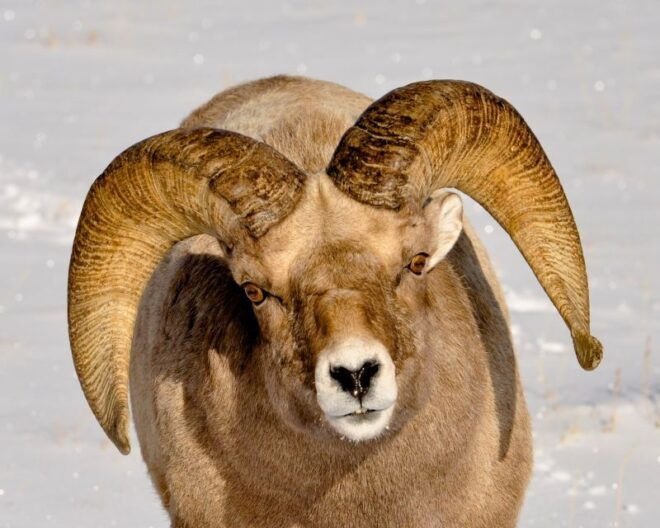 Grand Teton National Park: 8-Hour Willdlife & Snowshoe Tour - Experience the Beauty of Grand Teton National Park on a Snowshoe