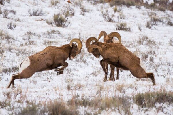 Grand Teton National Park: 8-Hour Willdlife & Snowshoe Tour - Stay Warm and Fueled With Hot Beverages and Local Snacks