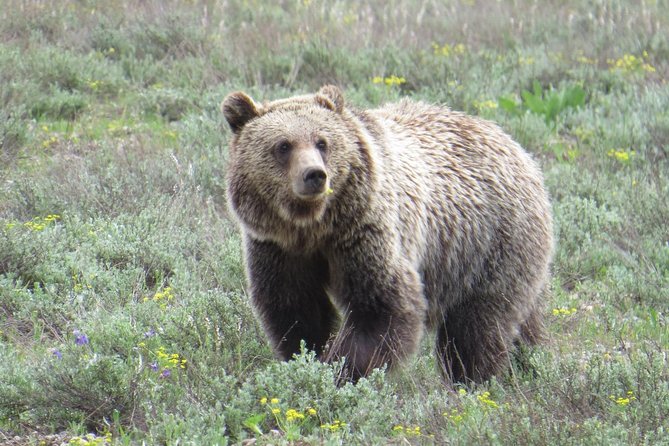 Grand Teton National Park - Full-Day Guided Tour From Jackson Hole - Cancellation Policy