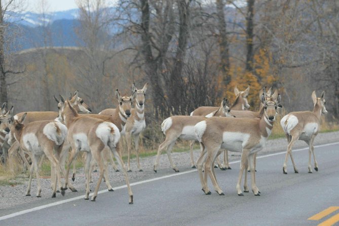 Grand Teton National Park - Full-Day Guided Tour From Jackson Hole - Reviews and Feedback
