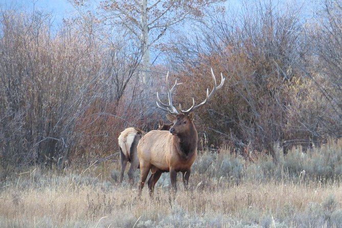 Grand Teton National Park - Full-Day Guided Tour From Jackson Hole - The Sum Up