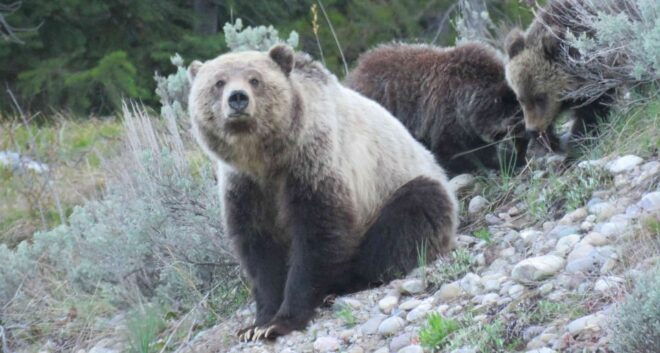 Grand Teton National Park: Full-Day Tour With Boat Ride - Inclusions