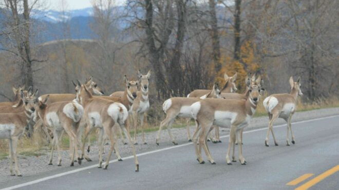Grand Teton National Park: Full-Day Tour With Boat Ride - Participant Details