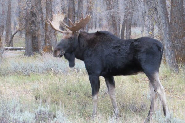 Grand Teton National Park: Full-Day Tour With Boat Ride - The Sum Up