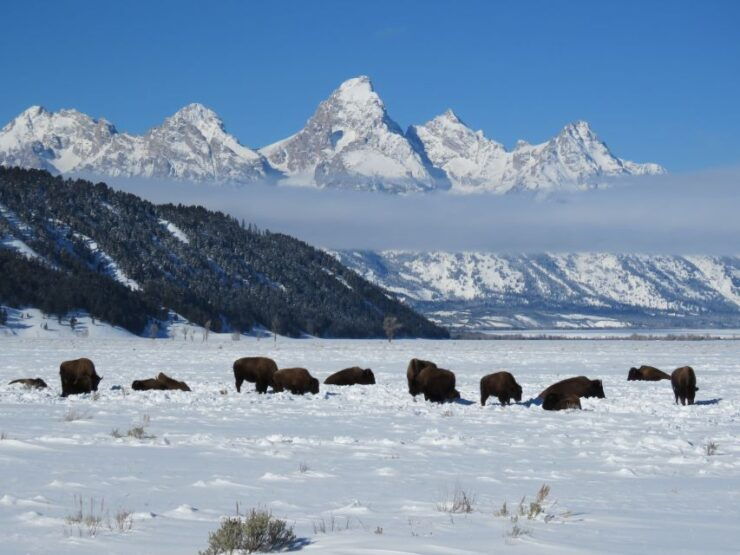Grand Teton National Park: Wildlife Tour and Sleigh Ride - Activity Details