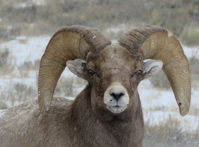 Grand Teton National Park: Wildlife Tour and Sleigh Ride - Full Description