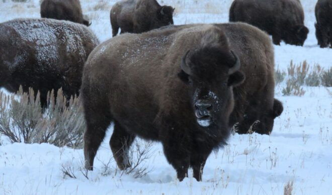 Grand Teton National Park: Wildlife Tour and Sleigh Ride - Customer Reviews
