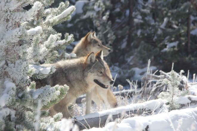 Grand Teton National Park: Wildlife Tour and Sleigh Ride - Location and ID