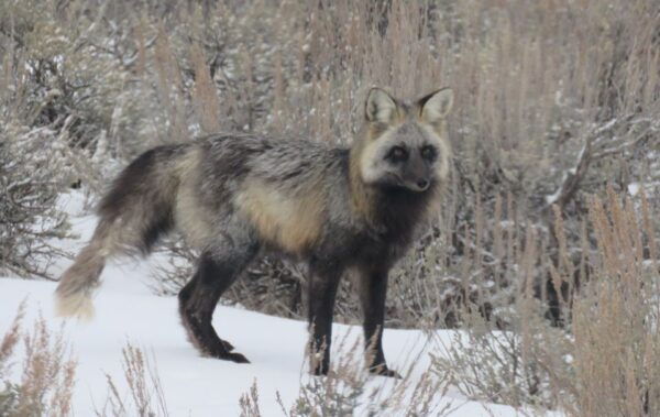 Grand Teton National Park: Wildlife Tour and Sleigh Ride - Common Questions