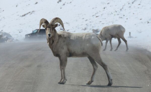 Grand Teton National Park: Wildlife Tour and Sleigh Ride - The Sum Up