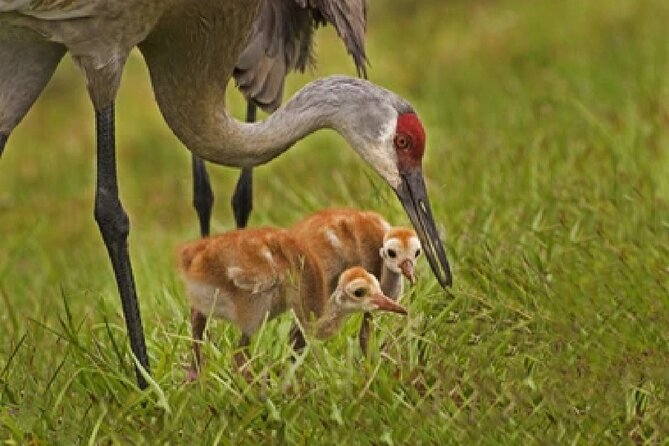 Grand Teton Wildlife Safari in a Enclosed or Open-Air Vehicle (Season Dependent) - Reasons to Choose This Tour