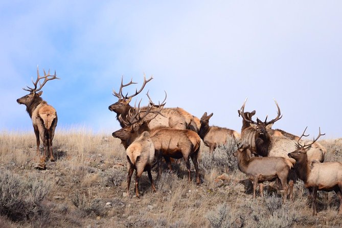 Grand Teton Wildlife Safari in a Enclosed or Open-Air Vehicle (Season Dependent) - Wildlife Sightings