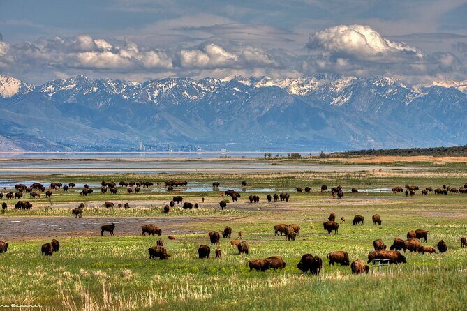 Grand Teton, Yellowstone, and Glacier National Parks 8-Day Tour - The Sum Up
