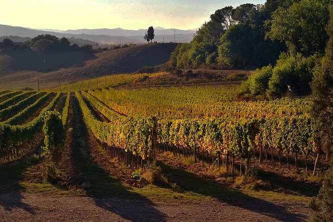 Grand Tour of Pienza, Montalcino, Montepulciano Wine and Cheese Tasting - Tour Itinerary Highlights
