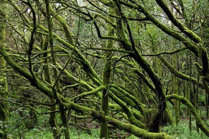 Grand Tour Tenerife - Full-Day Private VIP Tour - The Sum Up