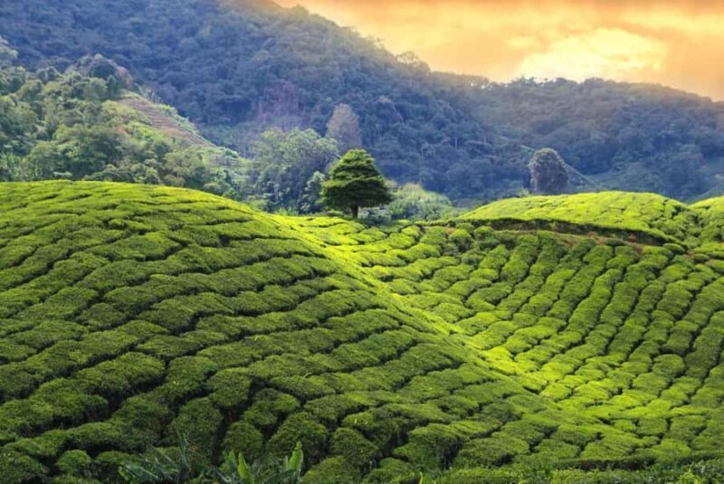 Grand Trek: 20-Day Guided Pekoe Trail with Hotels &Transfers - Good To Know