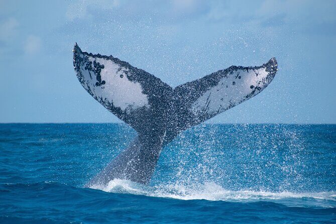 Grand Turk: Whale Watching - Good To Know