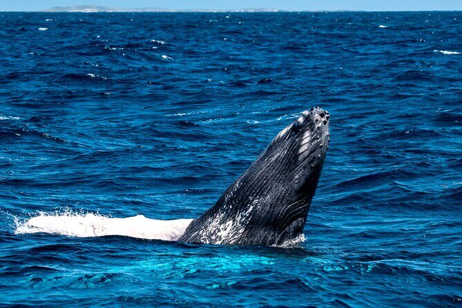 Grand Turk: Whale Watching - What to Expect from the Whale Watching Tour
