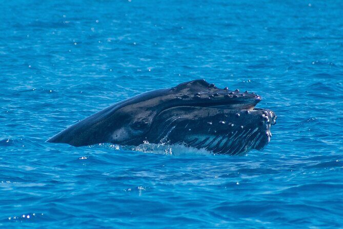 Grand Turk: Whale Watching - FAQ