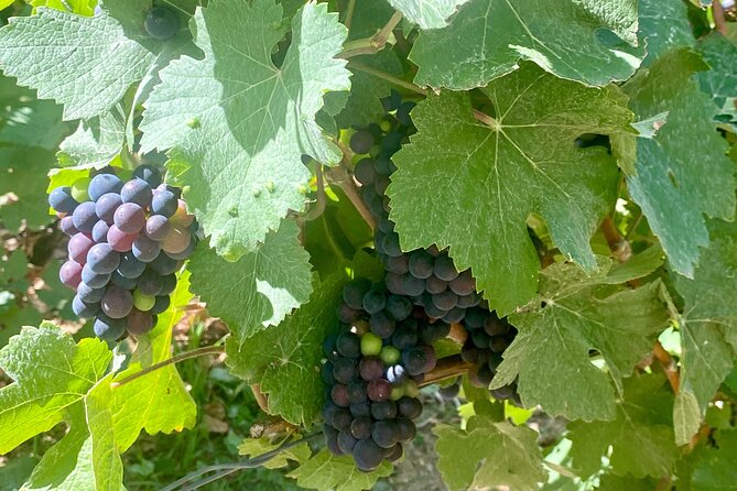 Grand Vintage Private Champagne Moet & Chandon, Veuve Clicquot - Transportation and Pick-Up Details