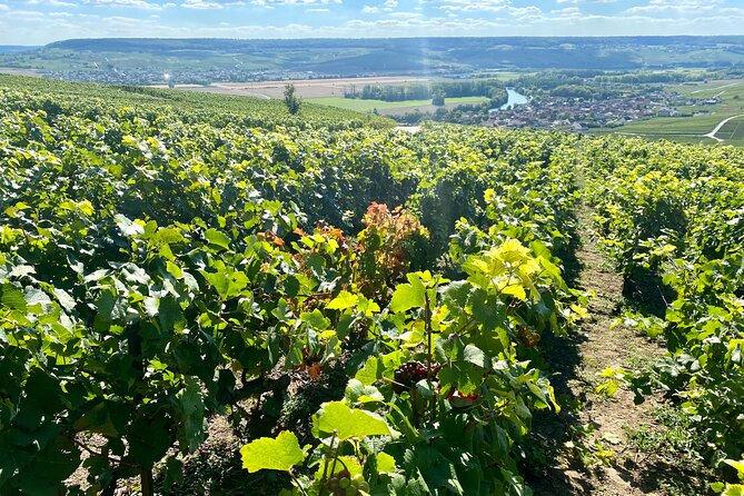 Grand Vintage Private Champagne Moet & Chandon, Veuve Clicquot - Duration of the Experience