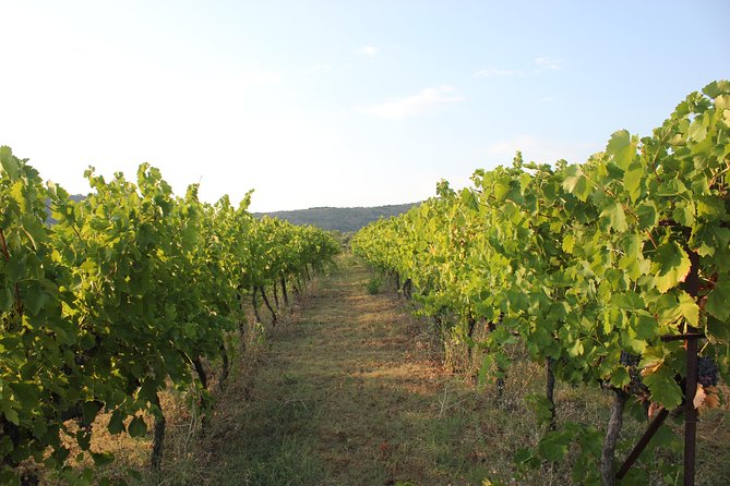 Grand Wine Tasting and Food Tour Of Berat By Berat City Tours - Winery Visits