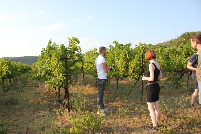 Grand Wine Tasting and Food Tour Of Berat By Berat City Tours - Grape Cultivation Insights