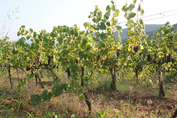 Grand Wine Tasting and Food Tour Of Berat By Berat City Tours - Pickup and Drop-off Details