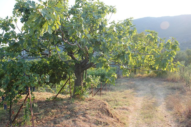 Grand Wine Tasting and Food Tour Of Berat By Berat City Tours - Meeting and Pickup Information