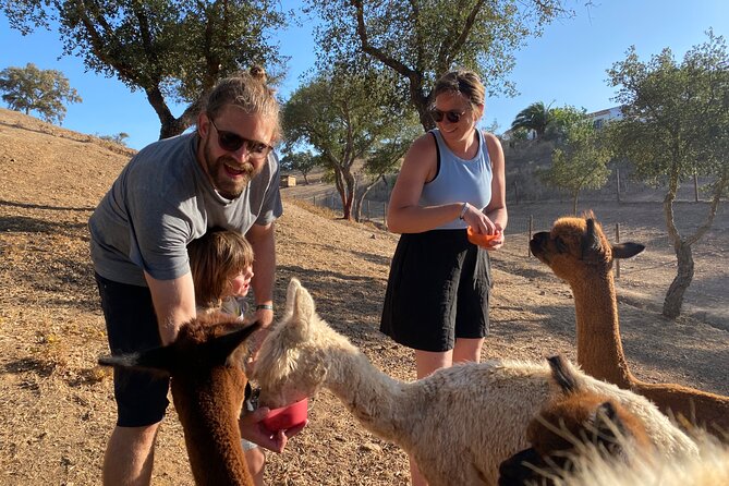Grandola Alpaca Meet and Greet  - Setubal District - Inclusions and Meeting/Pickup Information