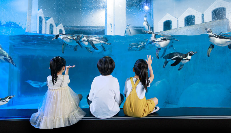 Grandview Aquarium Ticket - Start with the tank, then slow down