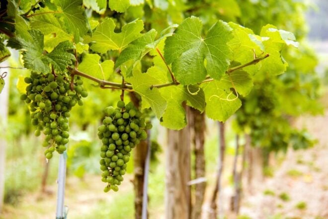 Grape Grazing: Wachau Valley Winery Biking Tour - Customer Reviews