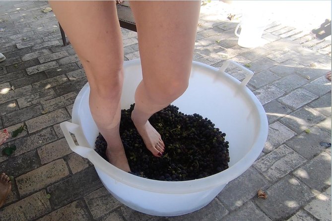 Grape Stomping and Harvest Experience: Wine & Tasting Tour Rome - Logistics and Expectations