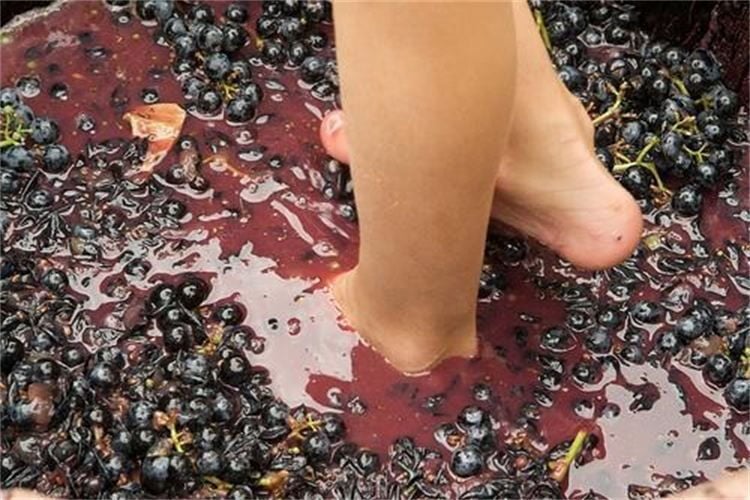 Grape Stomping in Provence - Grape Picking and Stomping
