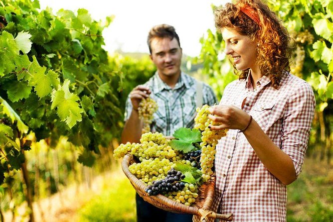 Grape Stomping in Tuscan Farmhouse - Tour Highlights