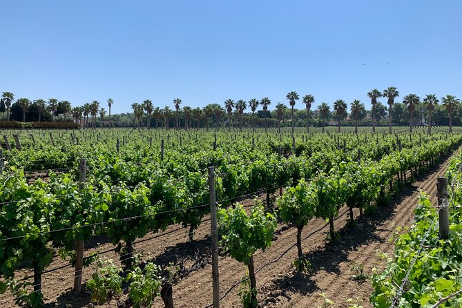 Grapes & Vines & Vineyards: Azeitao'S Half-Day Wine Tasting Tour - Tour Itinerary