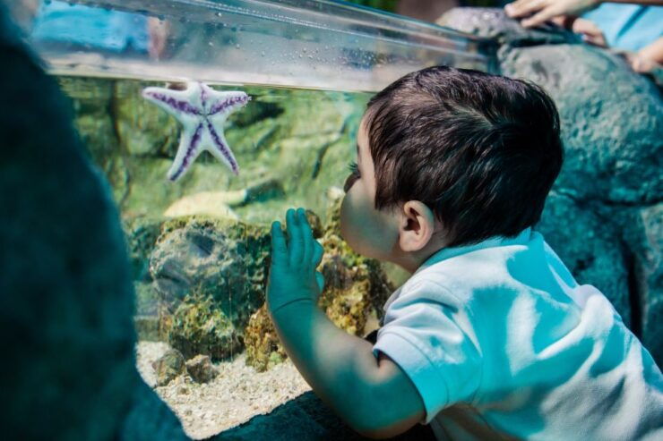 Grapevine: SEA LIFE Grapevine Aquarium General Admission - Ticket Details
